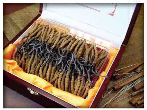 花都冬虫夏草回收